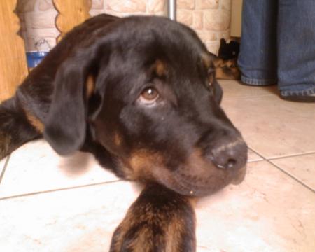 dodger