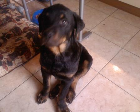 dodger